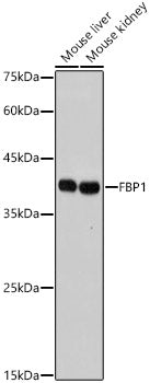 FBP1 Rabbit mAb