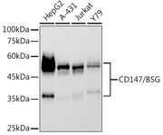CD147/BSG Rabbit mAb
