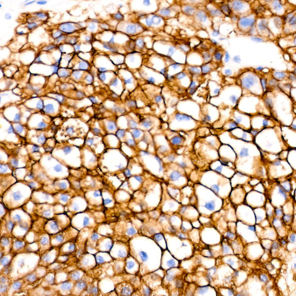 CD147/BSG Rabbit mAb