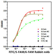 FITC/5-FAM/6-FAM Rabbit mAb