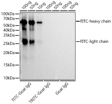 FITC/5-FAM/6-FAM Rabbit mAb