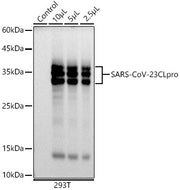 SARS-CoV-2 3CLpro Rabbit mAb