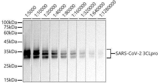 SARS-CoV-2 3CLpro Rabbit mAb