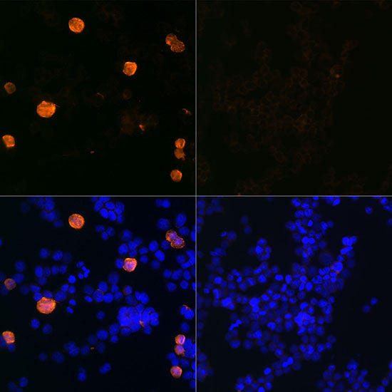 SARS-CoV-2 3CLpro Rabbit mAb