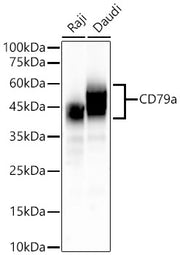 CD79a Rabbit mAb
