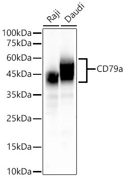 CD79a Rabbit mAb