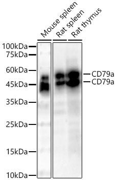CD79a Rabbit mAb