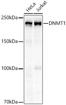 DNMT1 Rabbit mAb