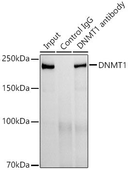 DNMT1 Rabbit mAb