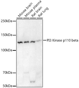 PI3 Kinase p110 beta Rabbit mAb