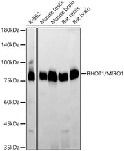 [KD Validated] RHOT1/MIRO1 Rabbit mAb