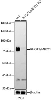 [KD Validated] RHOT1/MIRO1 Rabbit mAb