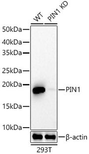 [KD Validated] Pin1 Rabbit mAb