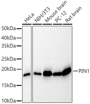 [KD Validated] Pin1 Rabbit mAb