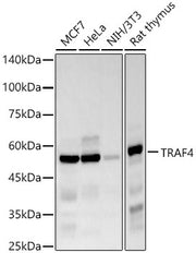 TRAF4 Rabbit mAb