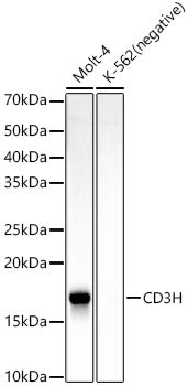 CD3H Rabbit mAb