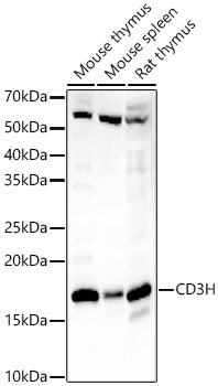 CD3H Rabbit mAb