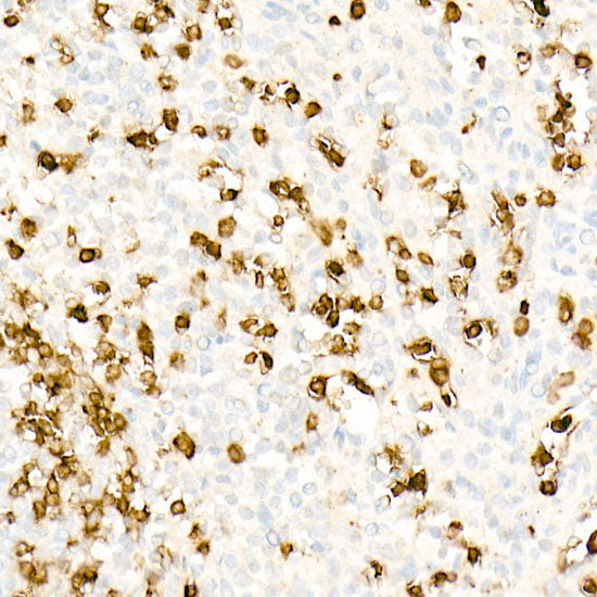 CD3H Rabbit mAb