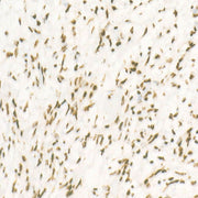 CDK12 Rabbit mAb