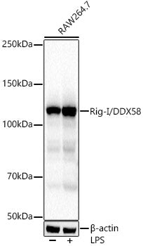 Rig-I/DDX58 Rabbit mAb