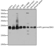 [KO Validated] HP1 gamma/CBX3 Rabbit pAb