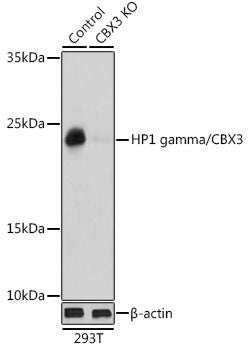 [KO Validated] HP1 gamma/CBX3 Rabbit pAb