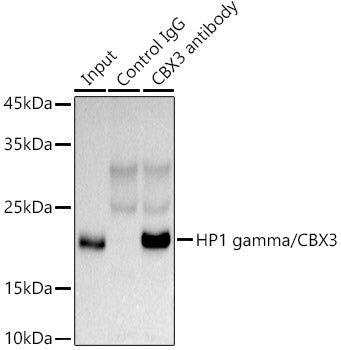 [KO Validated] HP1 gamma/CBX3 Rabbit pAb