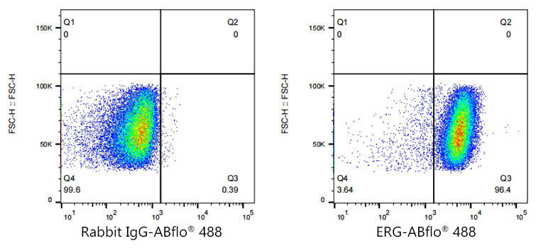 ABflo® 488 Rabbit anti-Human ERG mAb