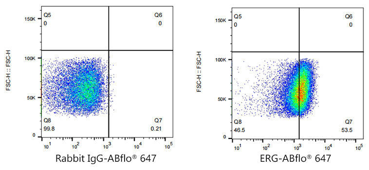ABflo® 647 Rabbit anti-Human ERG mAb