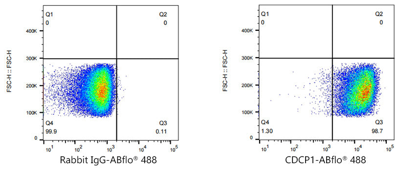 ABflo® 488 Rabbit anti-Human CDCP1 mAb
