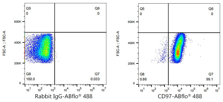 ABflo® 488 Rabbit anti-Human CD97 mAb