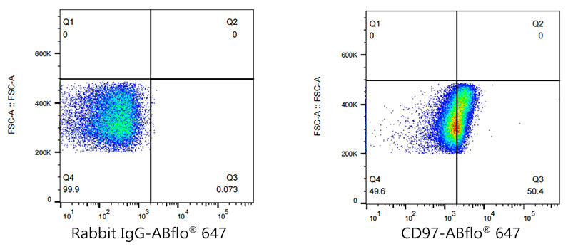ABflo® 647 Rabbit anti-Human CD97 mAb