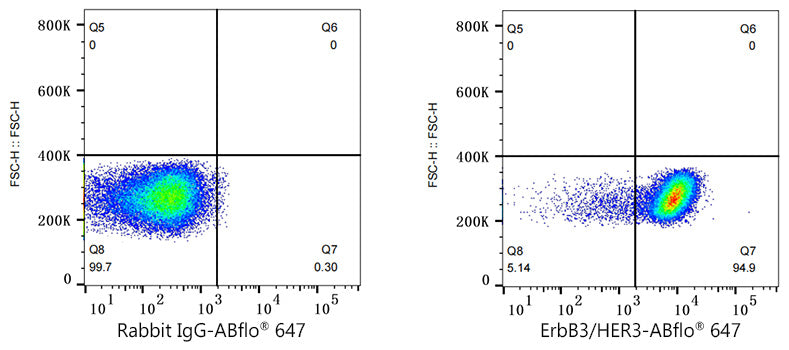ABflo® 647 Rabbit anti-Human ErbB3/HER3 mAb
