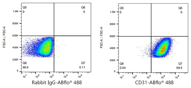 ABflo® 488 Rabbit anti-Human CD31/PECAM1 mAb