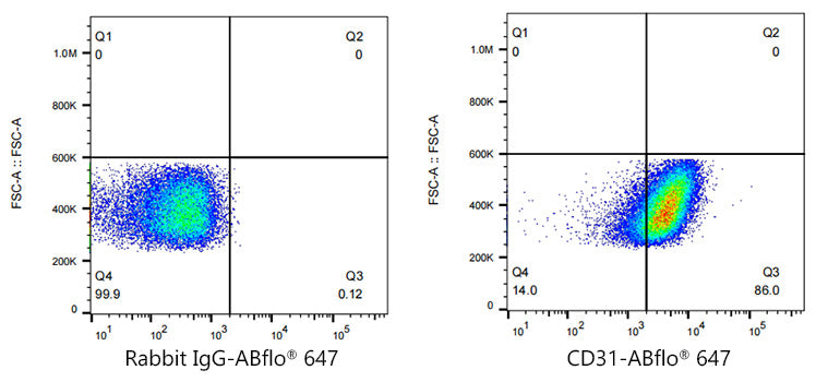 ABflo® 647 Rabbit anti-Human CD31/PECAM1 mAb