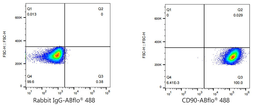 ABflo® 488 Rabbit anti-Human CD90/Thy1 mAb
