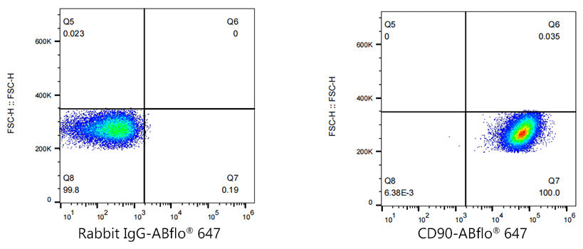 ABflo® 647 Rabbit anti-Human CD90/Thy1 mAb