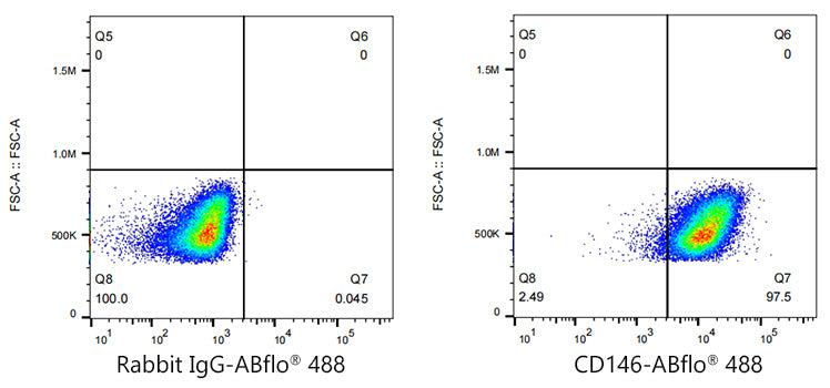ABflo® 488 Rabbit anti-Human CD146 mAb