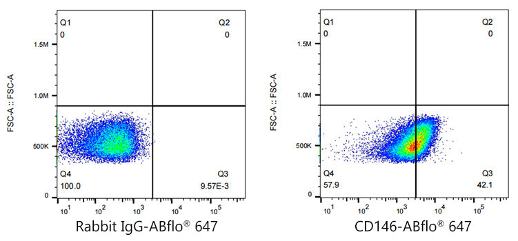 ABflo® 647 Rabbit anti-Human CD146 mAb