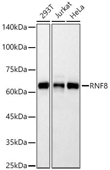 RNF8 Rabbit mAb