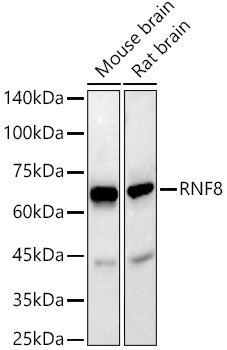 RNF8 Rabbit mAb