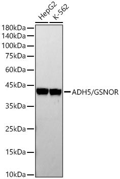 ADH5/GSNOR Rabbit mAb