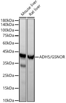 ADH5/GSNOR Rabbit mAb