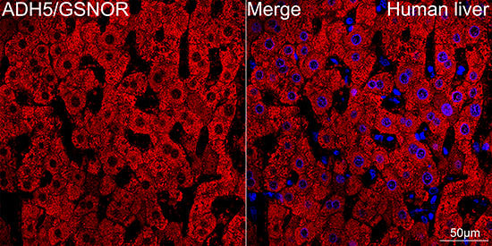 ADH5/GSNOR Rabbit mAb