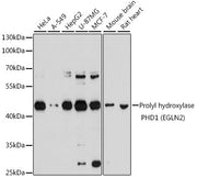 Prolyl hydroxylase PHD1 (EGLN2) Rabbit pAb
