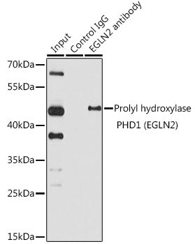 Prolyl hydroxylase PHD1 (EGLN2) Rabbit pAb