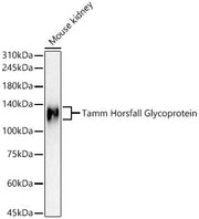 Tamm Horsfall Glycoprotein Rabbit pAb