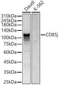 CD85j Rabbit pAb