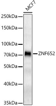 ZNF652 Rabbit pAb