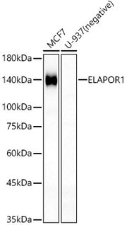 ELAPOR1 Rabbit pAb